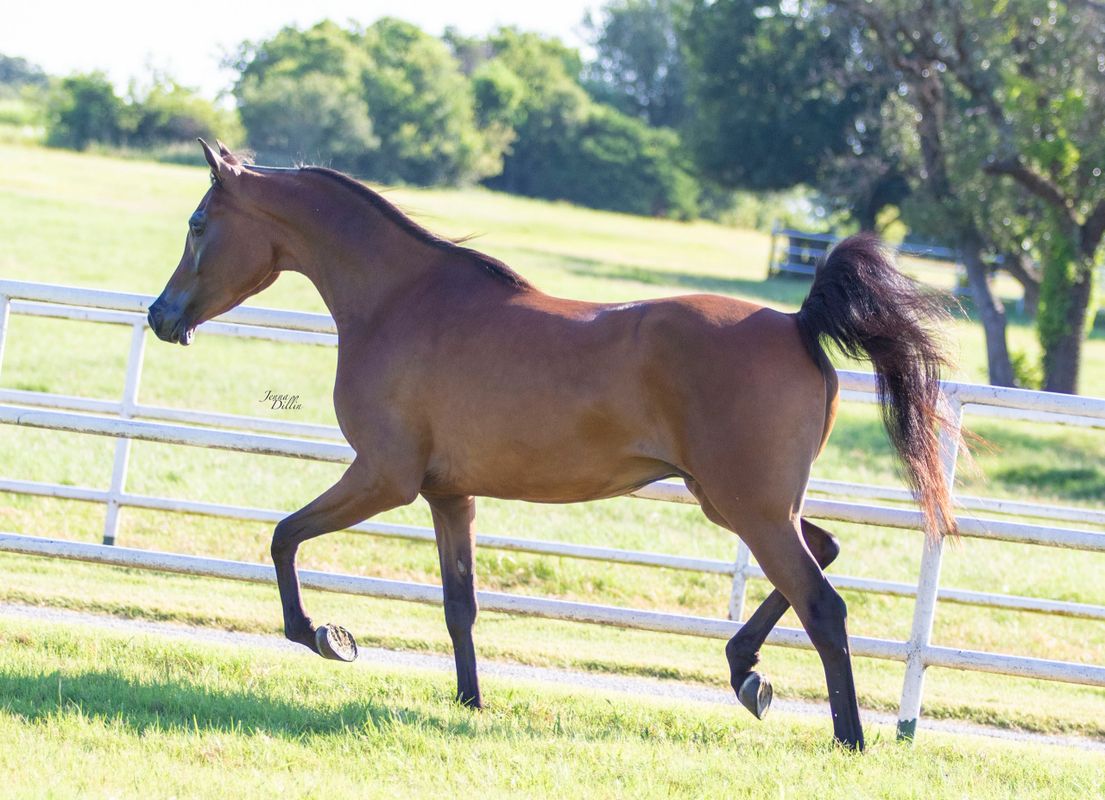 Purebred Gelding Sales